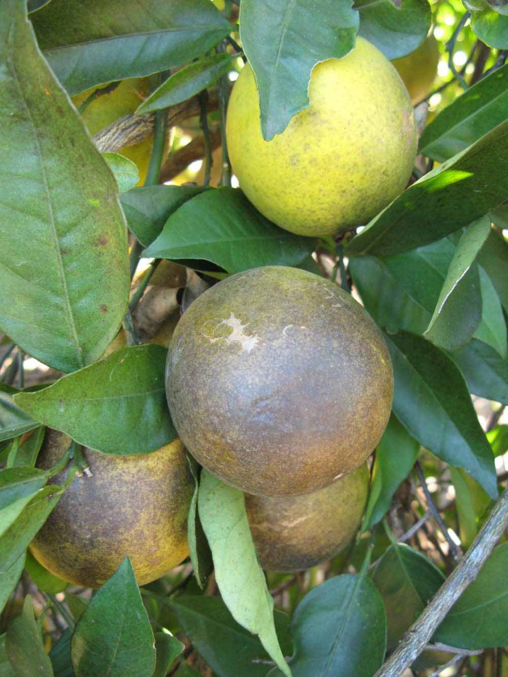            Fruit (Winter Haven, FL)   